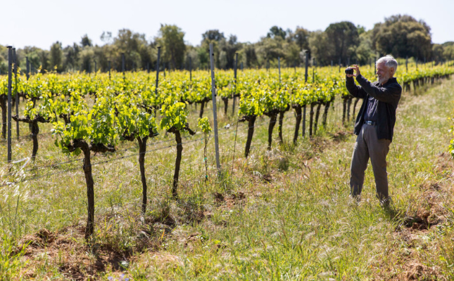 Tastet de vins i flors de vinya al Mas Oller Tastet de vins i flors de vinya al Mas Oller