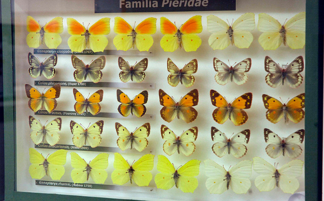 Exposició al Museu de les Papallones, a Ribera de Cardós
