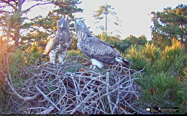 La càmera web del niu d'àguiles marcenques del Parc Natural dels Ports segueix en directe el seus moviments
