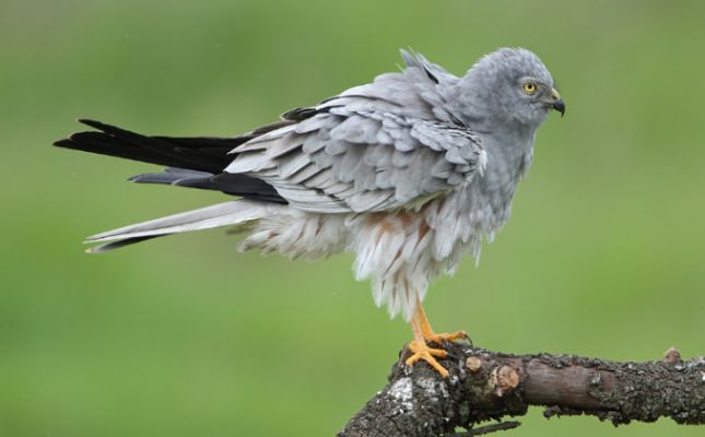 Exemplar mascle de l'arpella cendrosa, un rapinyaire molt amenaçat