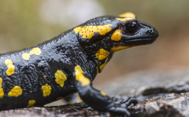 Activitat 'Arreglem el safareig de Vallespinosa' per garantir la recuperació d'amfibis com la salamandra