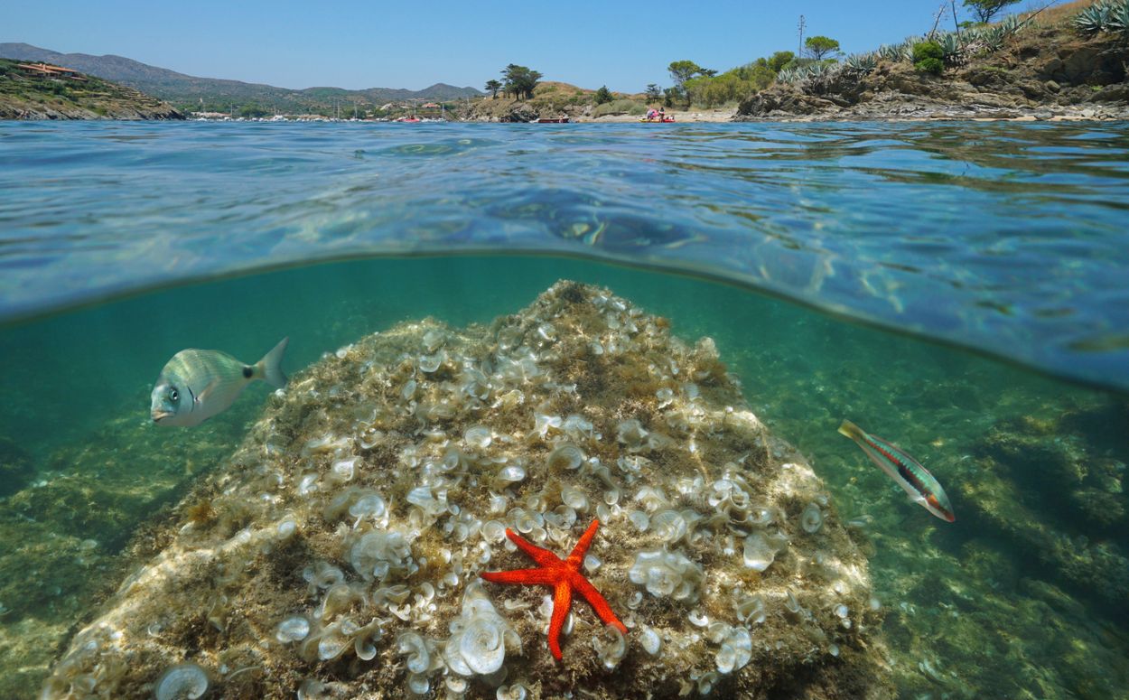 Una saupa i una estrella vermella, dues de les espècies que es poden veure fent snorkel al cap de Creus