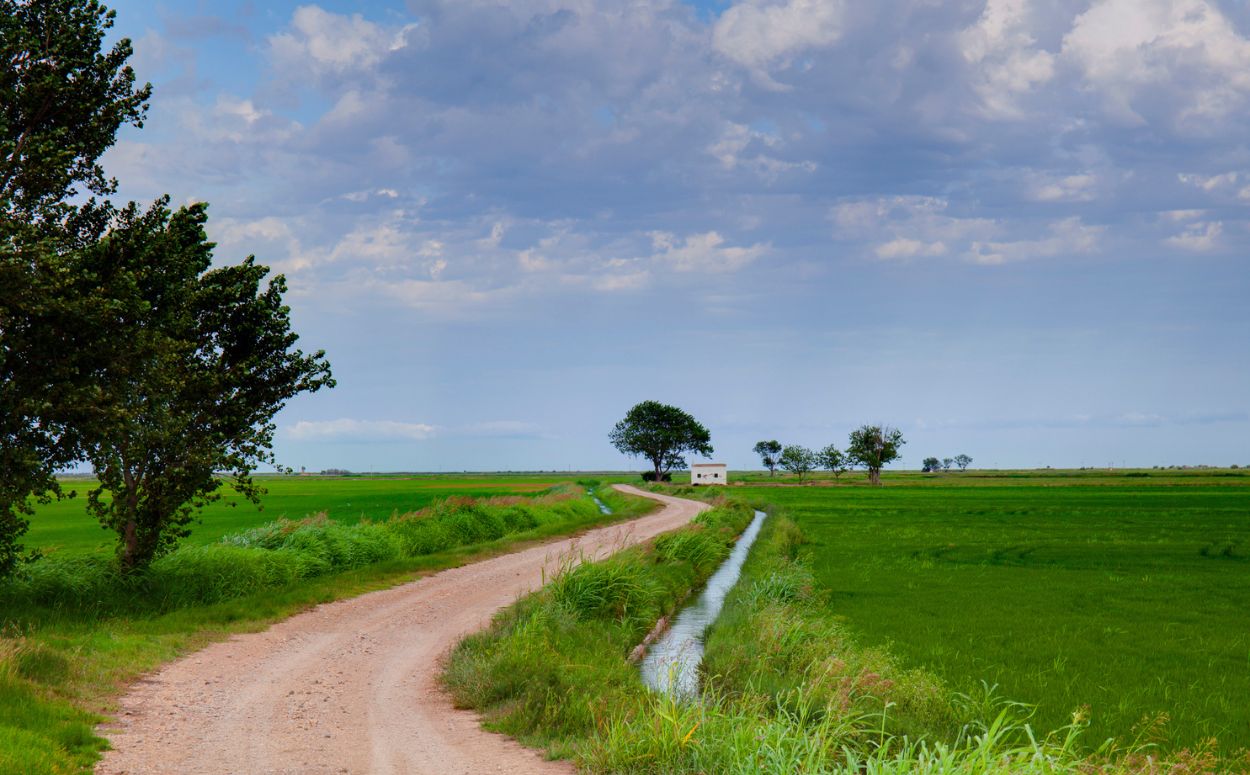 Camí entre arrossars al delta de l'Ebre