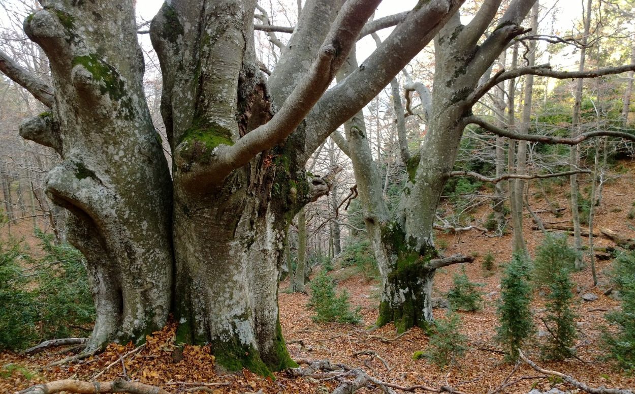 Un dels boscos madurs de Catalunya