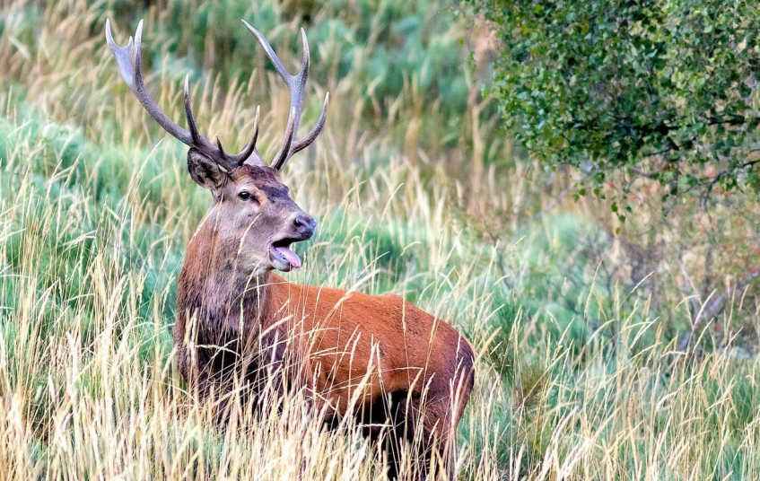 Des de mitjans de setembre fins a mitjan octubre, la brama del cérvol és un espectacle de la natura únic Des de mitjans de setembre fins a mitjan octubre, la brama del cérvol és un espectacle de la natura únic