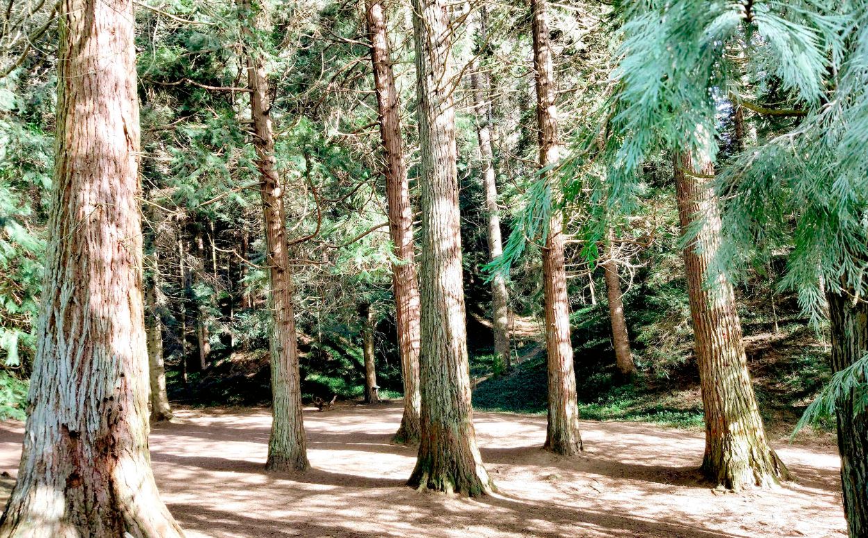 Biotop Natura fa els seus banys de bosc en família a l'arborètum de Masjoan a Espinelves Biotop Natura fa els seus banys de bosc en família a l'arborètum de Masjoan a Espinelves