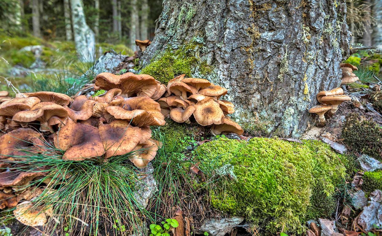 Abans d'anar a la natura, informa't Abans d'anar a la natura, informa't