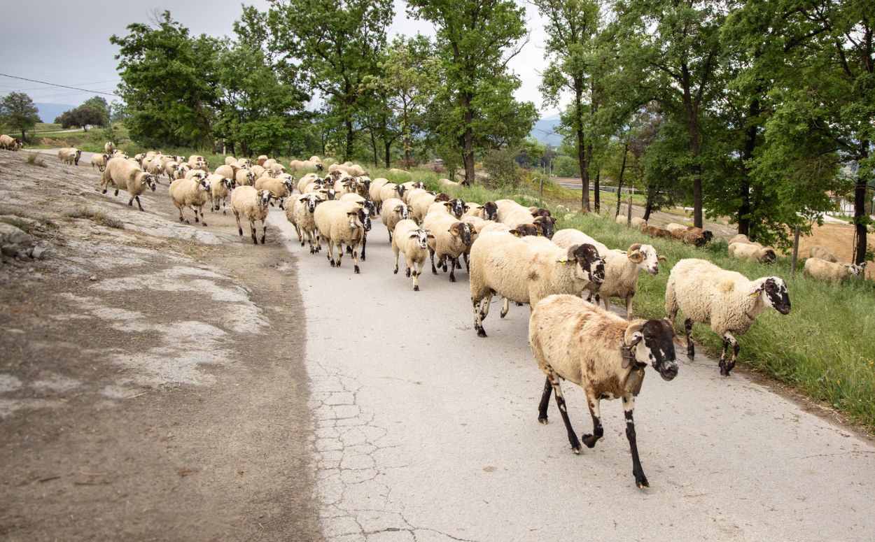 Dur els gossos deslligats, pot generar molèsties al bestiar i als ramats. Dur els gossos deslligats, pot generar molèsties al bestiar i als ramats.