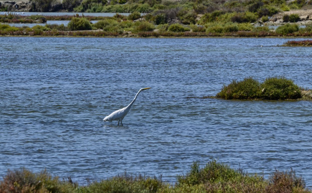 Un exemplar de bernat pescaire al Delta de l'Ebre