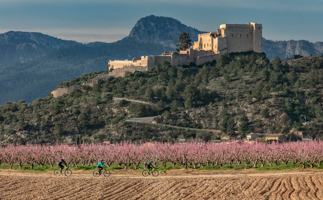 Cicloturisme entre camps a Miravet. Al fons, el castell de Miravet i la serra de Cardó. Cicloturisme entre camps a Miravet. Al fons, el castell de Miravet i la serra de Cardó.