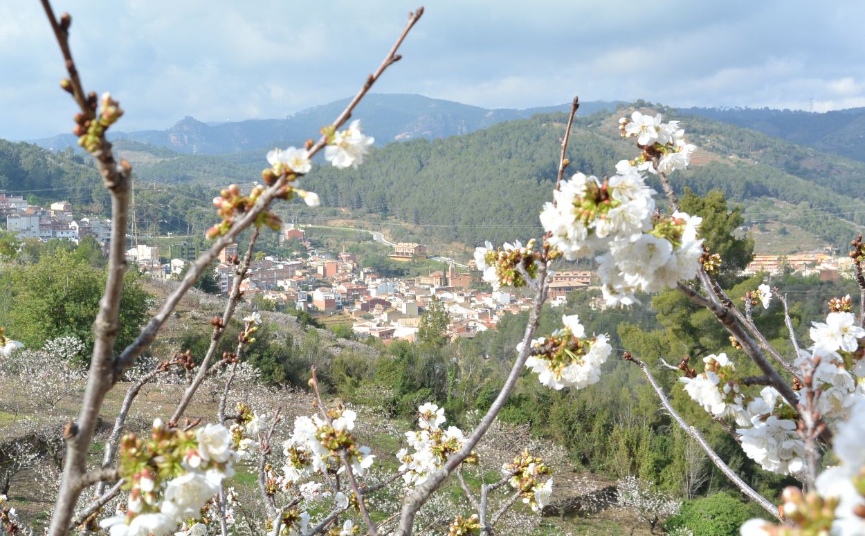 Cirerers en flor a Sant Climent de Llobregat Cirerers en flor a Sant Climent de Llobregat