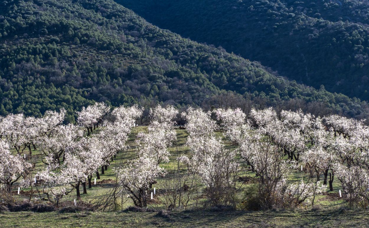 Camps de flors blanquinoses dels ametllers Camps de flors blanquinoses dels ametllers