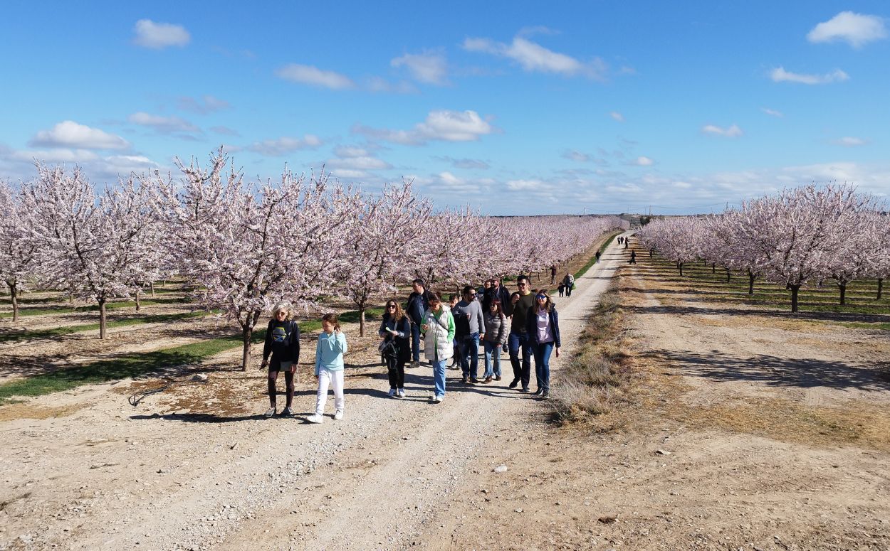 Passeig entre els camps d'ametllers de l'Urgell Passeig entre els camps d'ametllers de l'Urgell