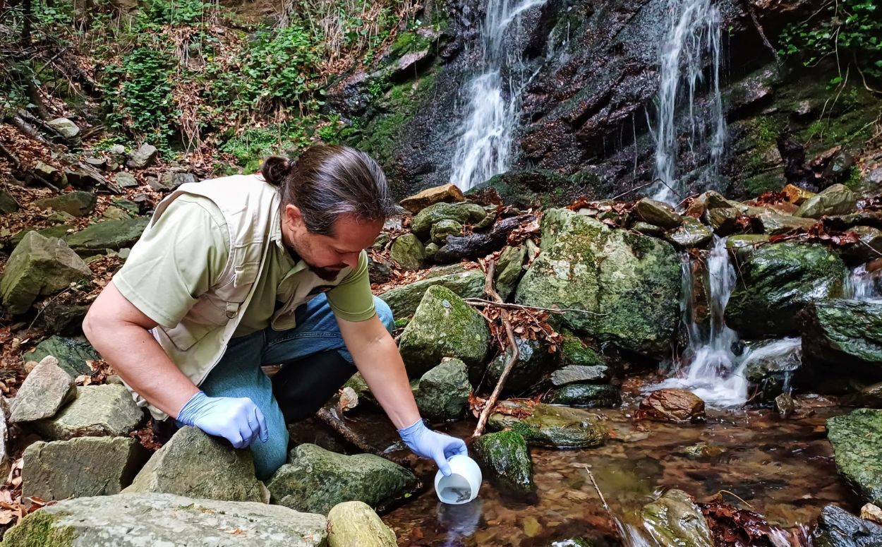 Alliberament d'un dels exemplars del tritó del Montseny al seu hàbitat natural