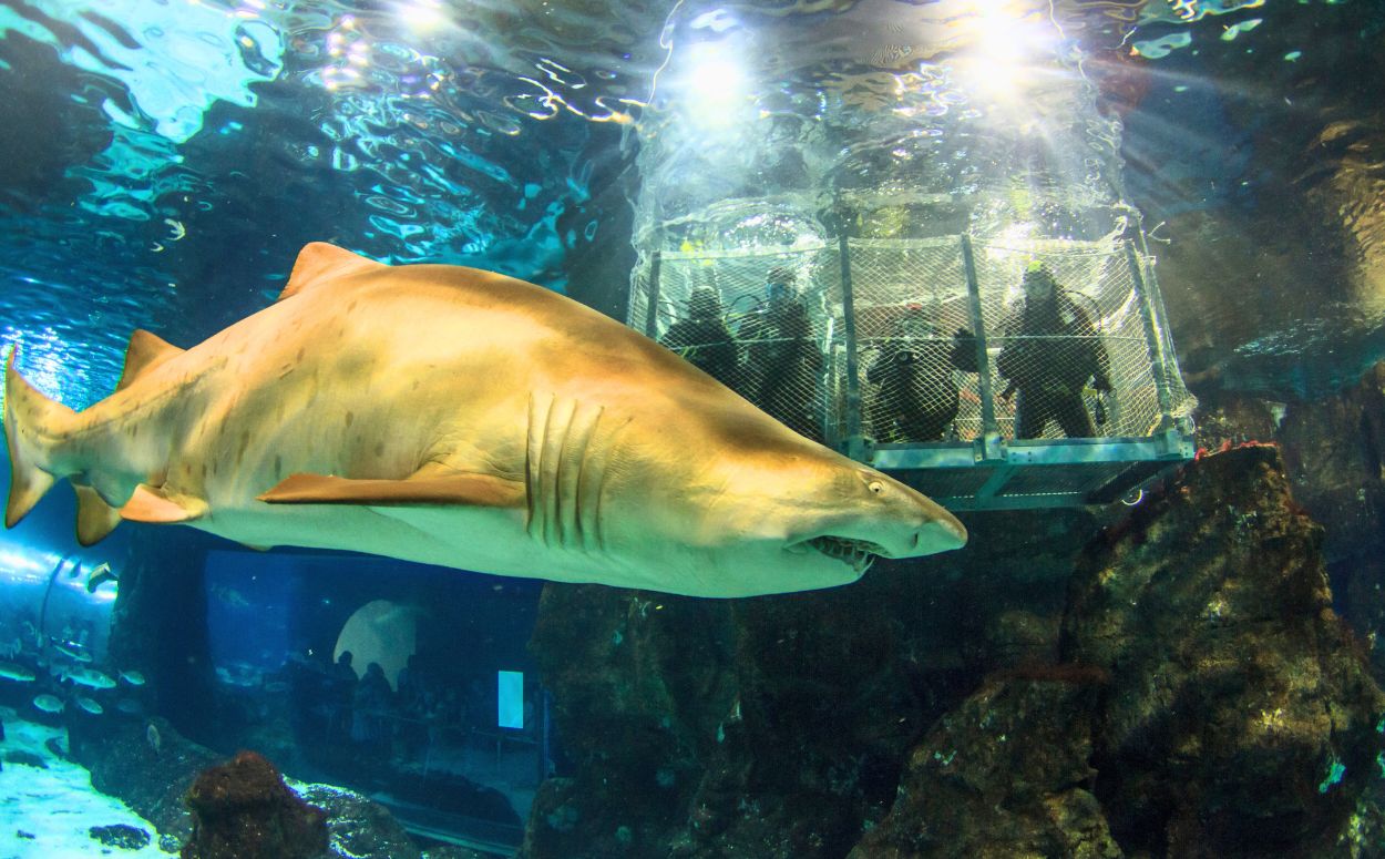 Taurons a l’Aquàrium de Barcelona
Taurons a l’Aquàrium de Barcelona