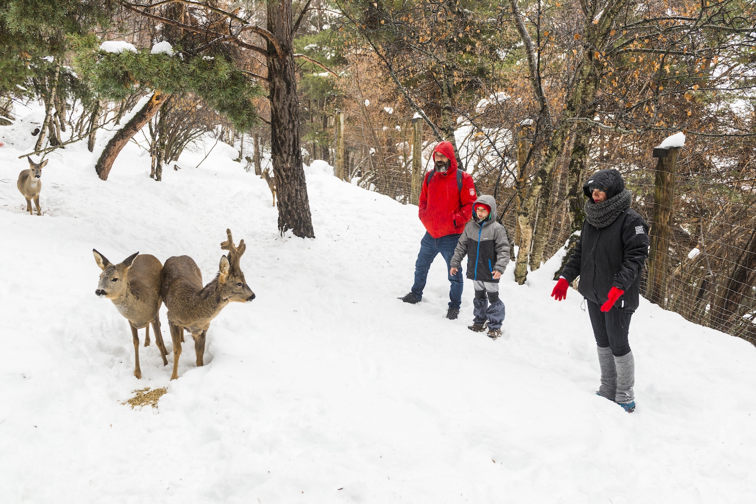 Al Centre de fauna de MónNatura Pirineus, els animals viuen en semillibertat, i és possible passejar-hi entre cabirols, genetes, gats mesquers, teixons...