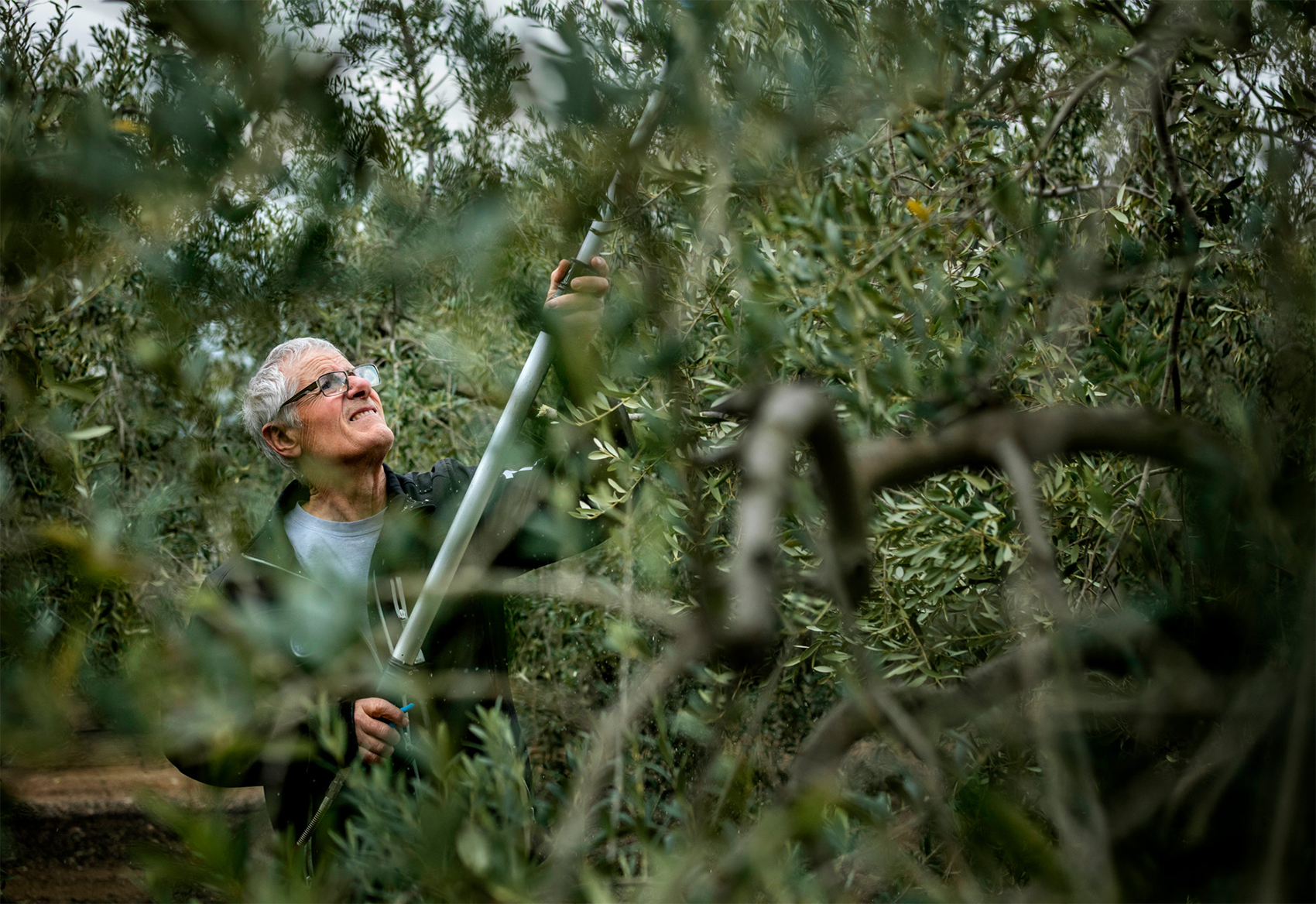 Pocs mesos després de la collita, cal esporgar les oliveres