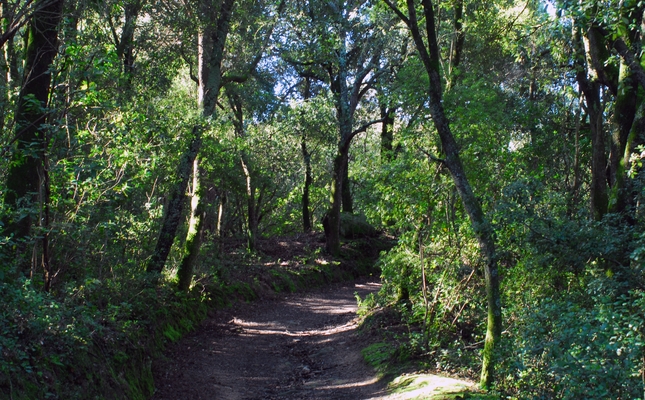Un viatge en el temps entre boscos i camps de pastura fins al moment en què l'home va posar el peu per primera vegada al que ara és el Parc del Montnegre i el Corredor