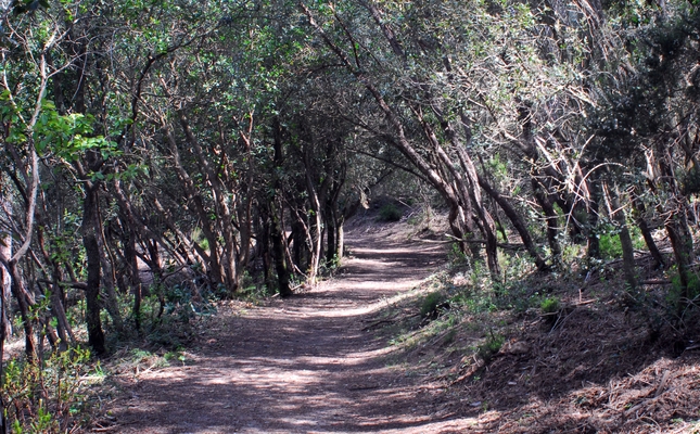 Un viatge en el temps entre boscos i camps de pastura fins al moment en què l'home va posar el peu per primera vegada al que ara és el Parc del Montnegre i el Corredor