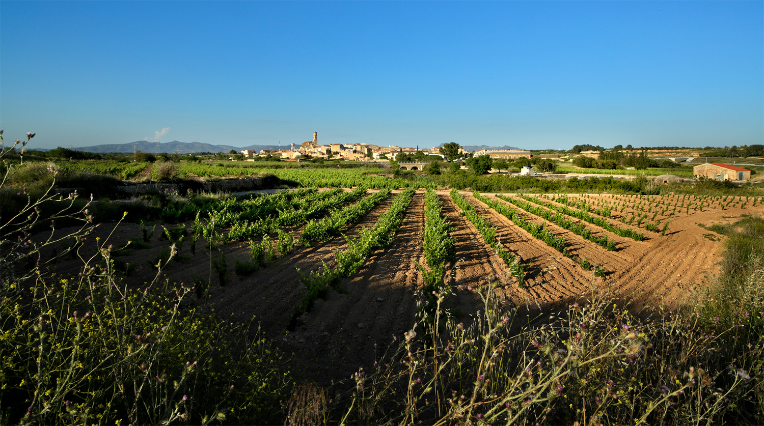 Envoltat de vinya, el poble d’Alió conserva el seu caràcter agrícola