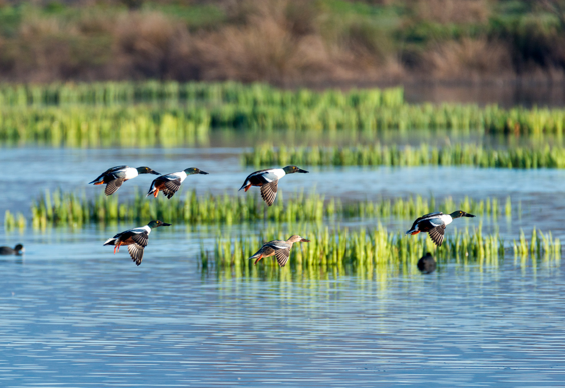 Els aiguamolls de l'Empordà: l'imperi de l'aigua