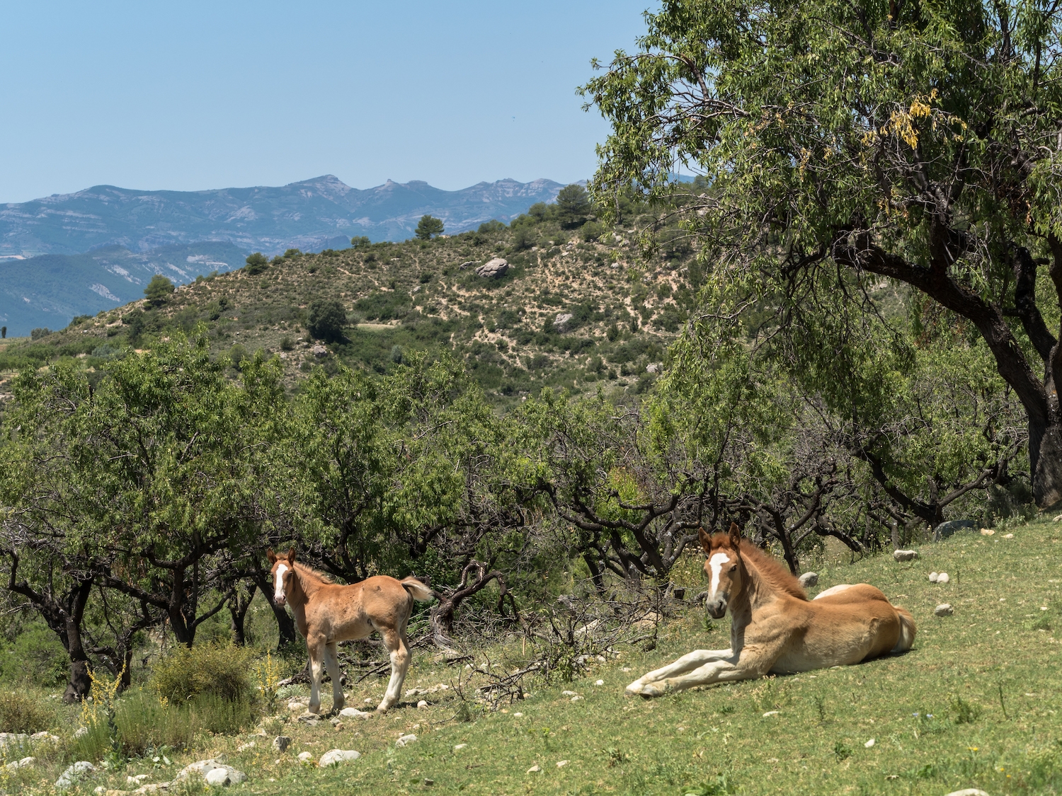 Uns cavalls a prop del bosc de Pessonada