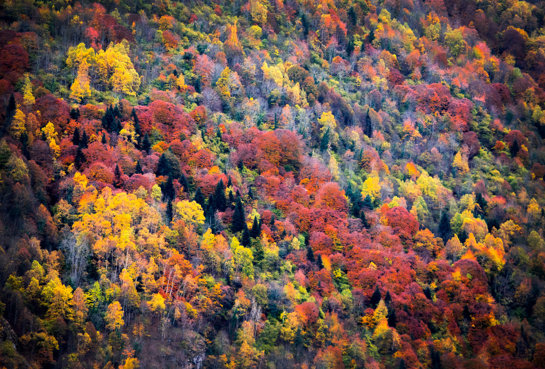 Al nord-oest de la Vall d’Aran s’estén el frondós bosc caducifoli deth Borrut, que en aquesta època de l’any viu una explosió de color