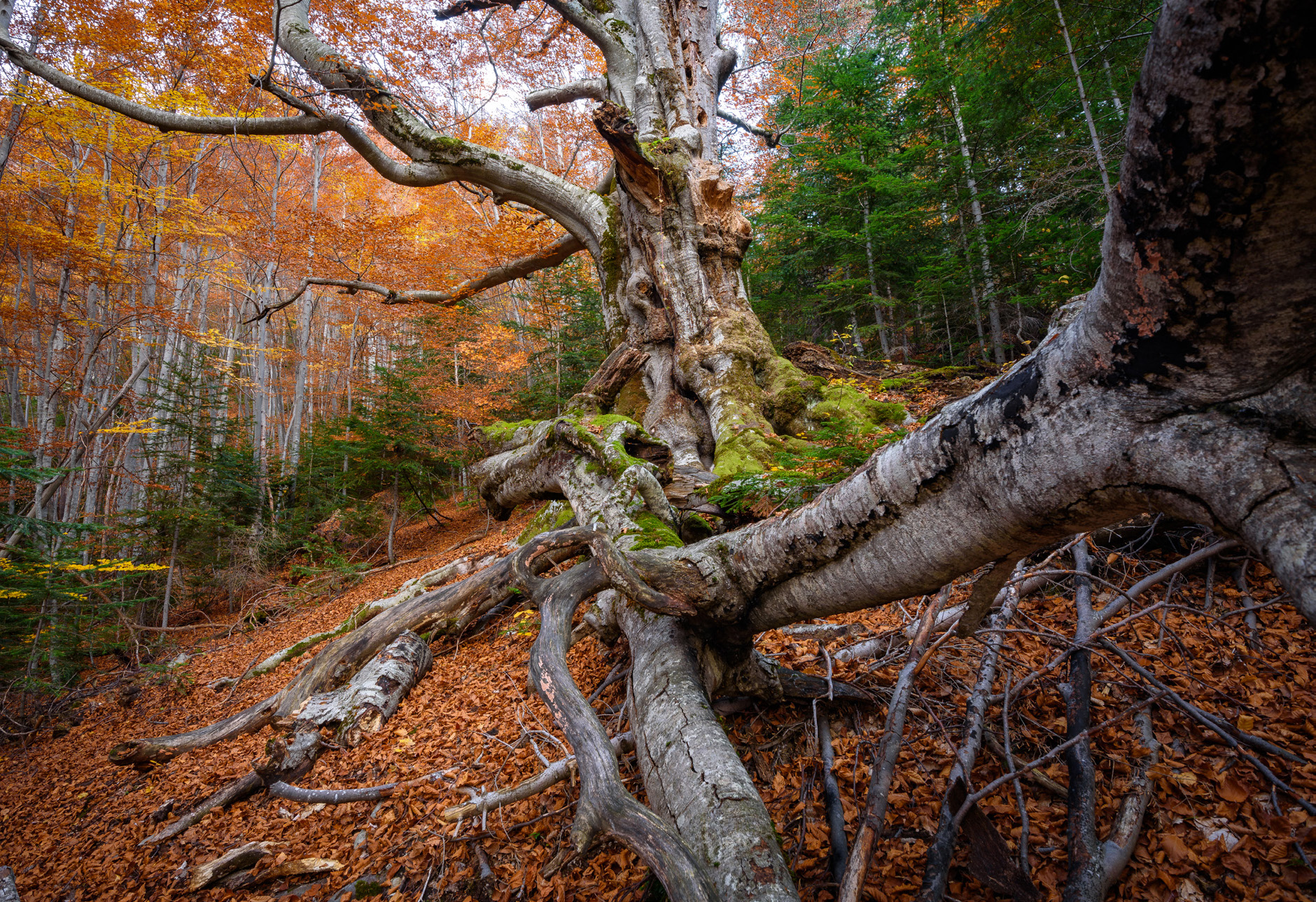 El faig Gros de les Molleres, al bosc de Gresolet, és un dels molts arbres monumentals catalogats en aquest espai de gran valor natural