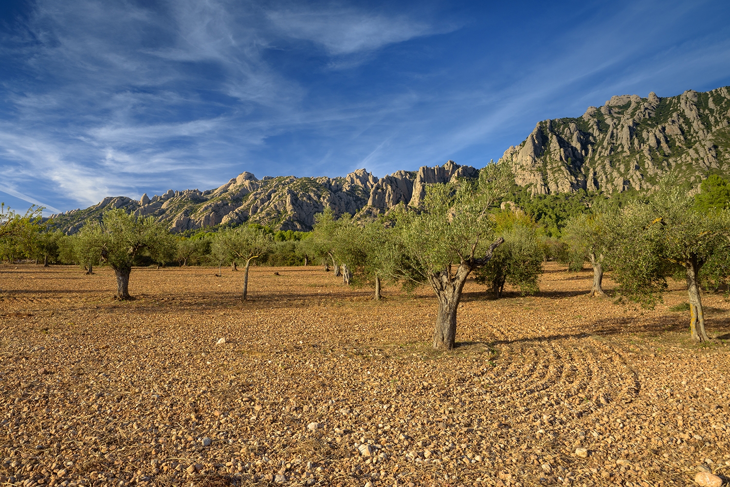 A Collbató hi ha oliveres des de l’edat mitjana. Les dues varietats d’oliveres típiques de l’entorn de Montserrat són la vera i la palomar