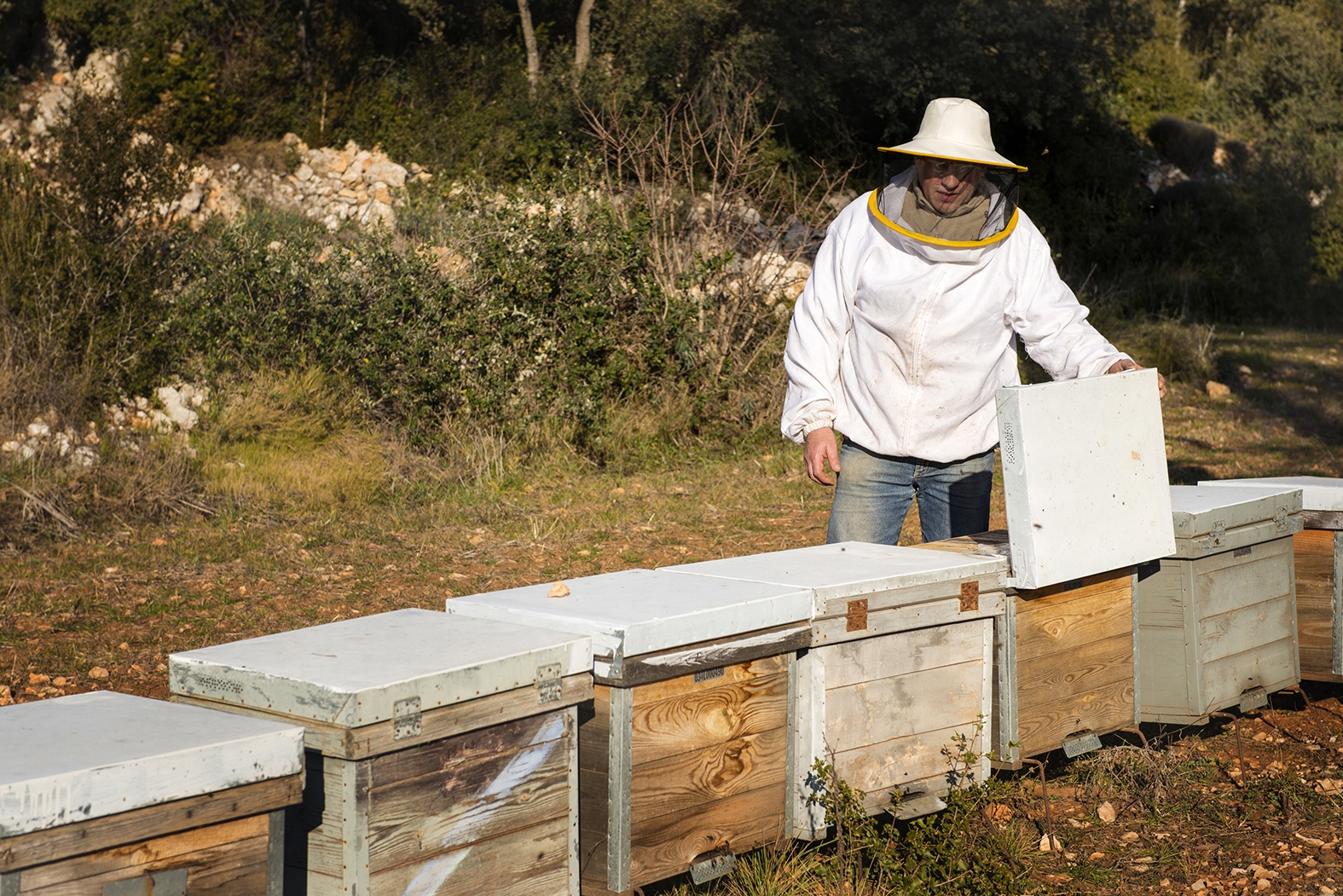 L'apicultor Miquel Rocaspana amb els seus ruscs d’abelles a Gàrzola.