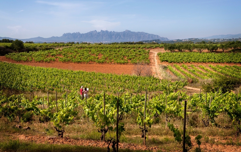 El camps de vinyes al Penedès, protagonistes del Most Festival
