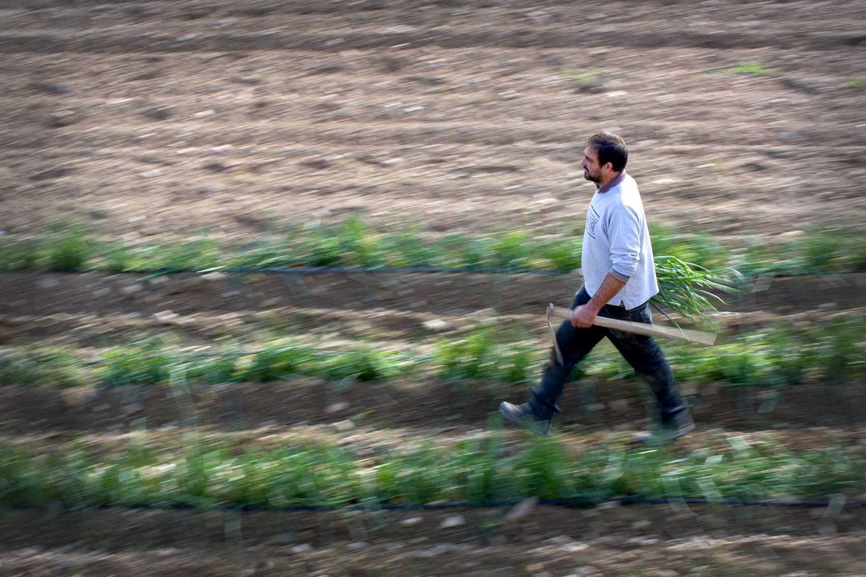 Josep Maria Figueres, pagès d’agricultura ecològica, tria els últims calçots.