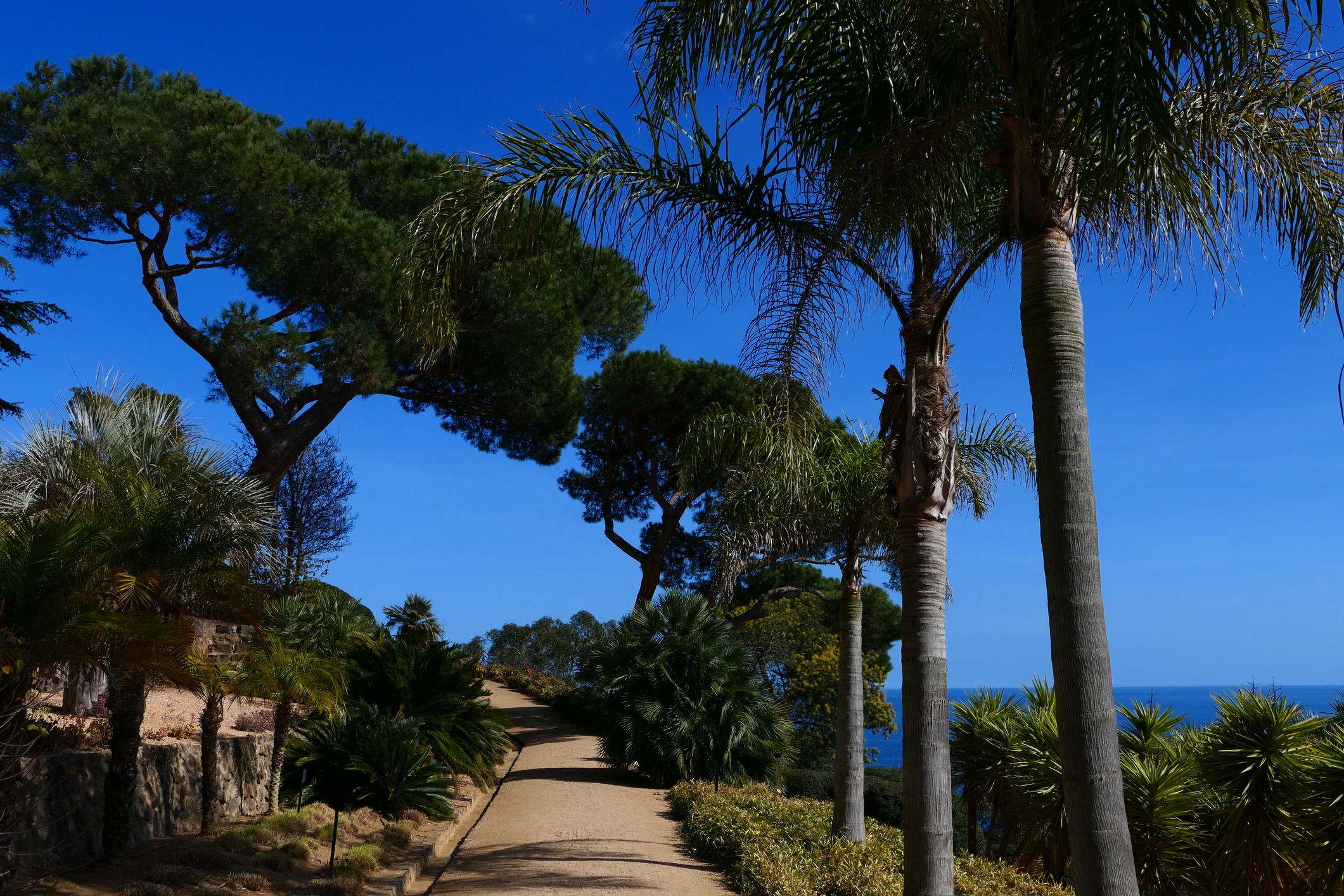 Jardins Botànics de Cap Roig als voltants de Calella de Palafrugell Jardins Botànics de Cap Roig als voltants de Calella de Palafrugell