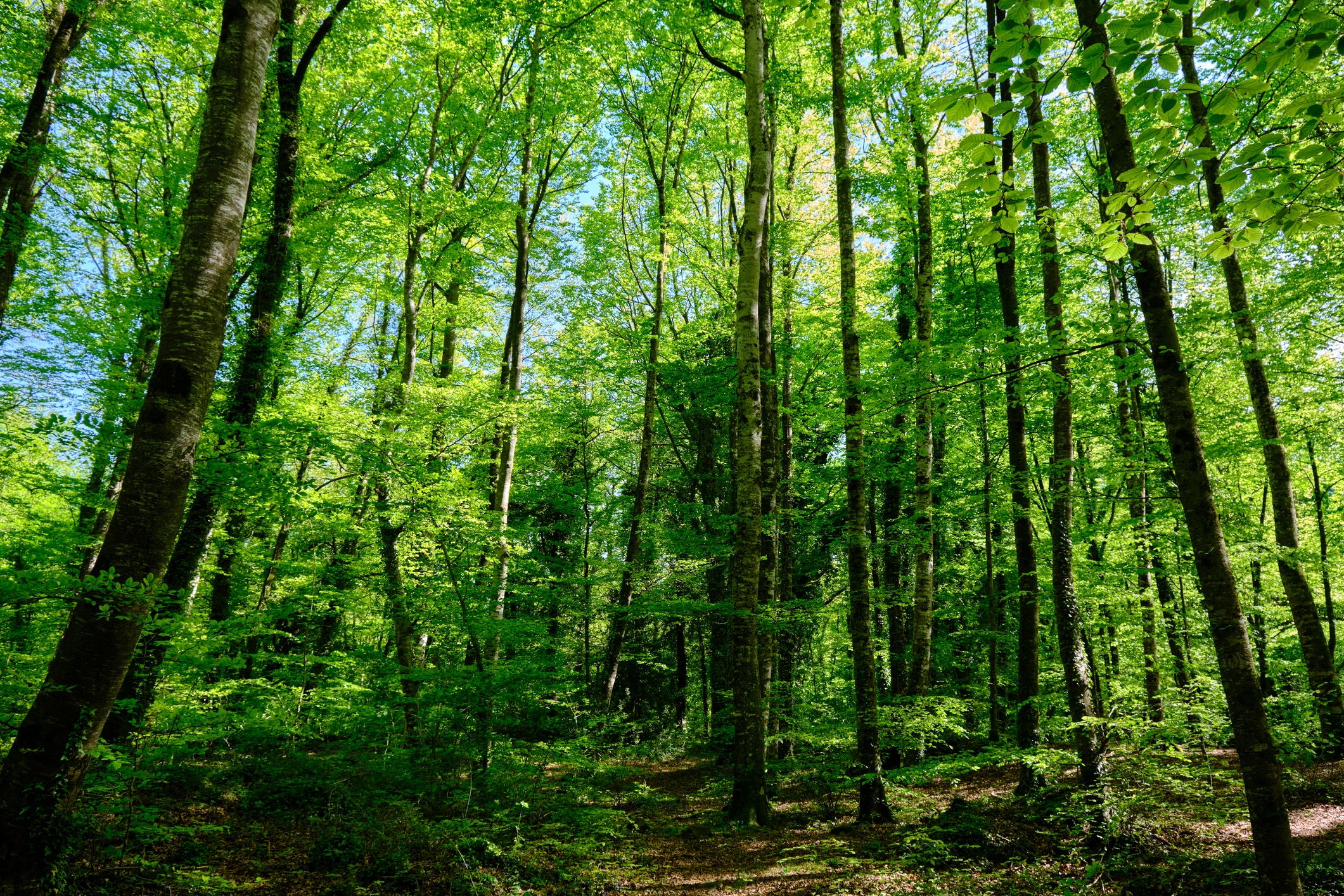La Fageda d’en Jordà a la primavera La Fageda d’en Jordà a la primavera