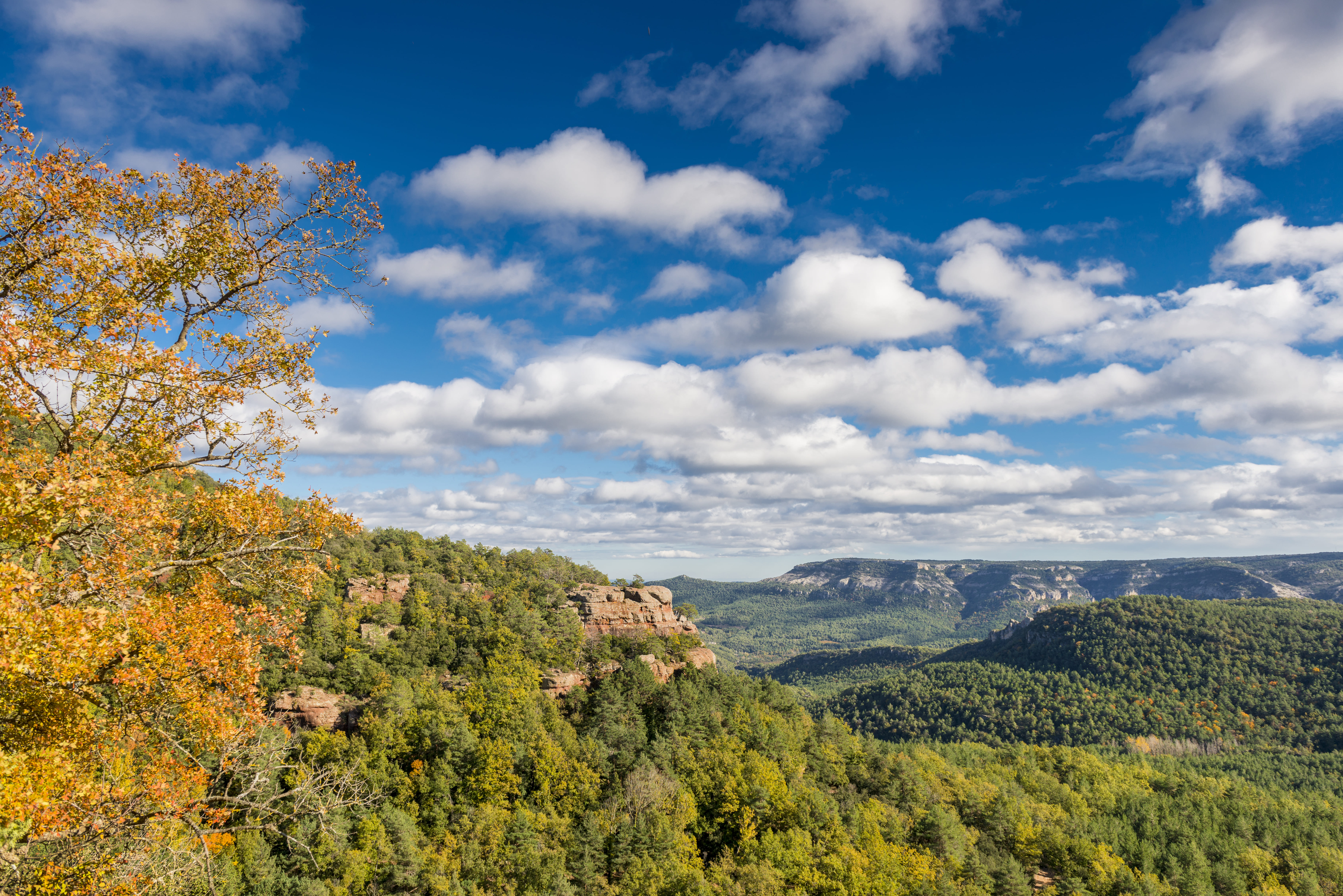 Boscos de Prades Boscos de Prades