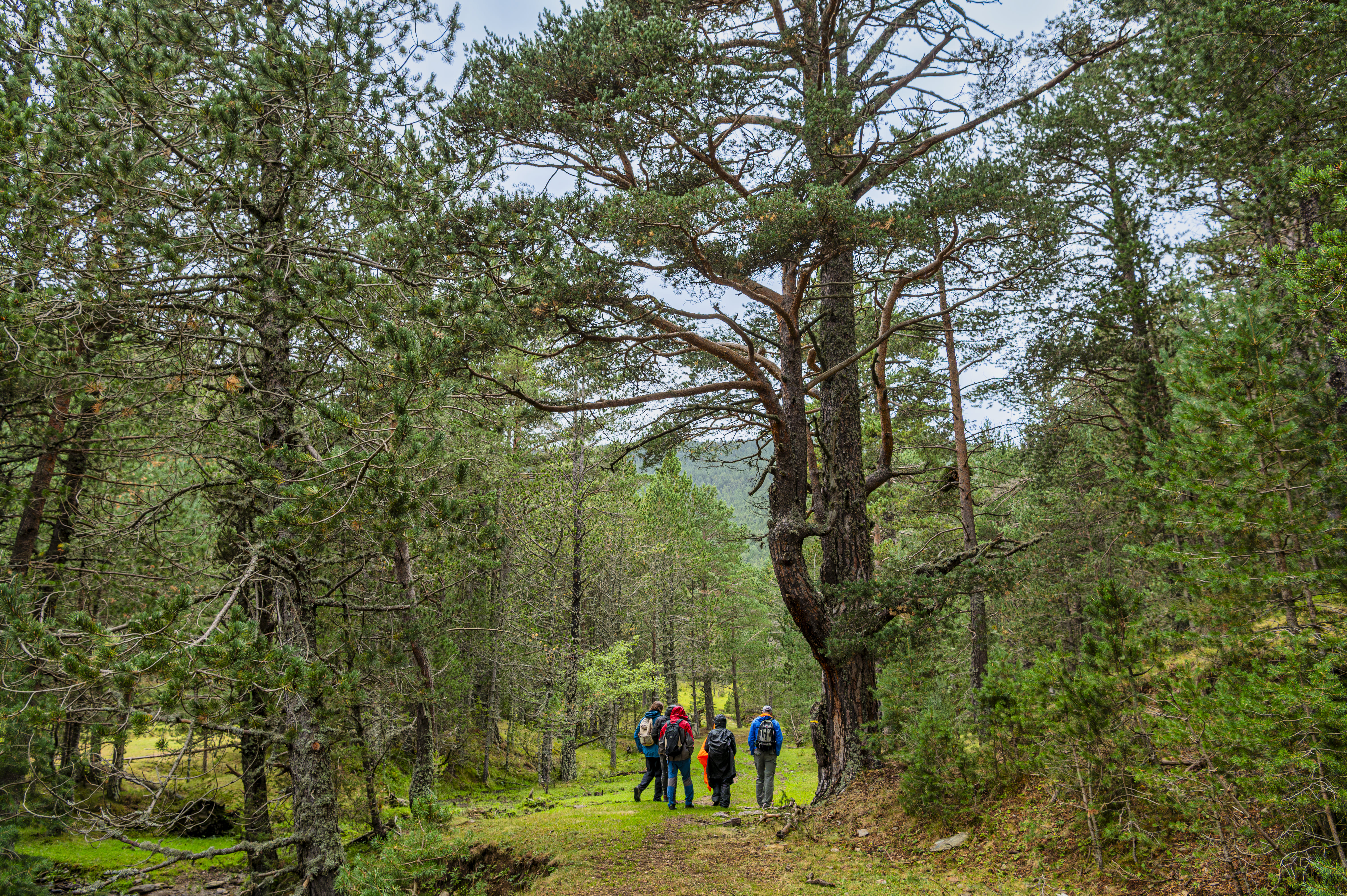 Bosc de Pallerols a Sant Joan de l'Erm Bosc de Pallerols a Sant Joan de l'Erm