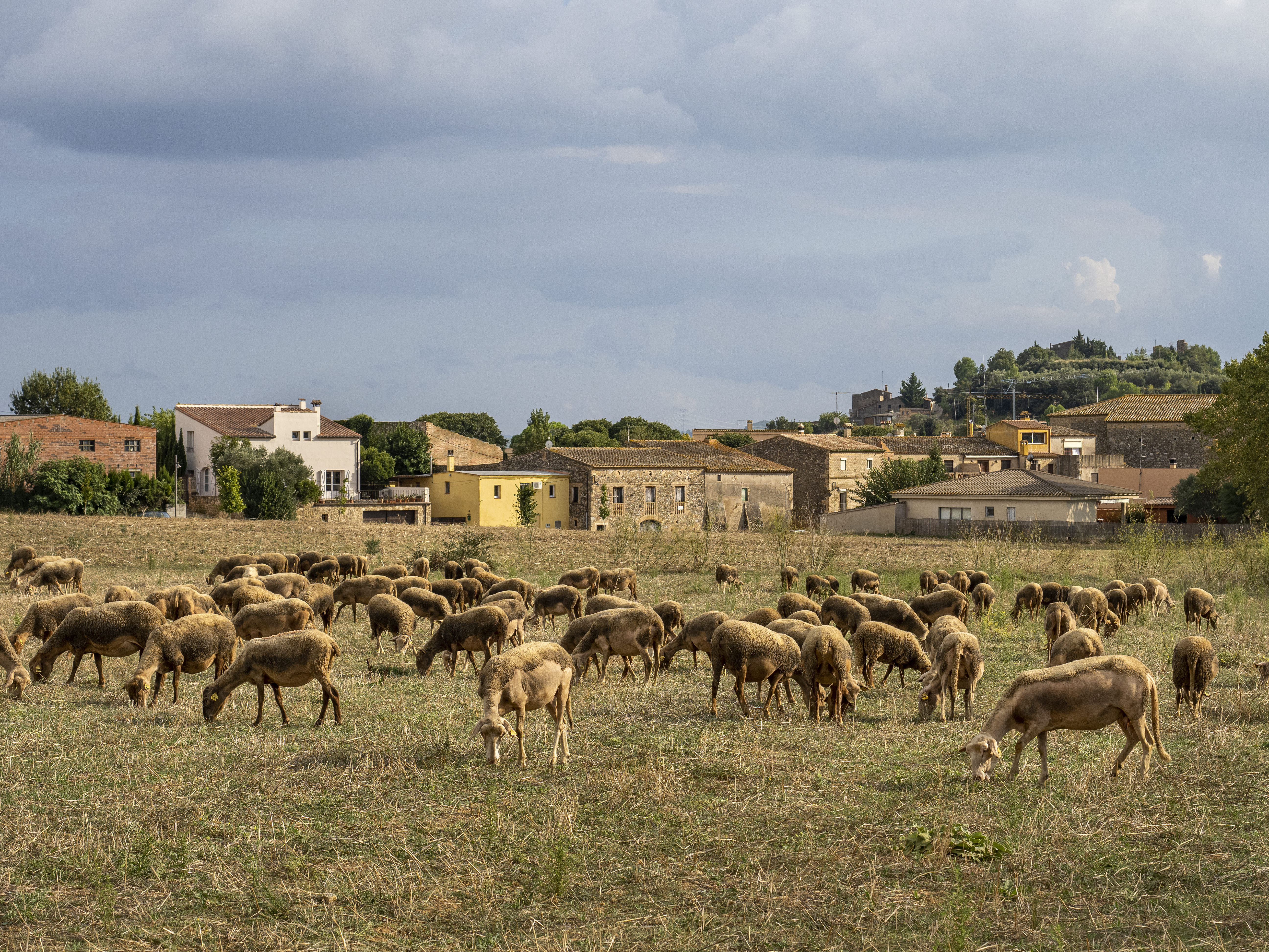 Als prats que hi ha al voltant dels nuclis del Terraprim, hi pasturen els animals que serveixen per elaborar productes de km0