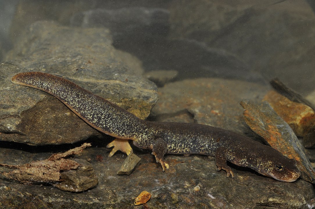 El tritó del Montseny és l’única espècie vertebrada endèmica de Catalunya El tritó del Montseny és l’única espècie vertebrada endèmica de Catalunya