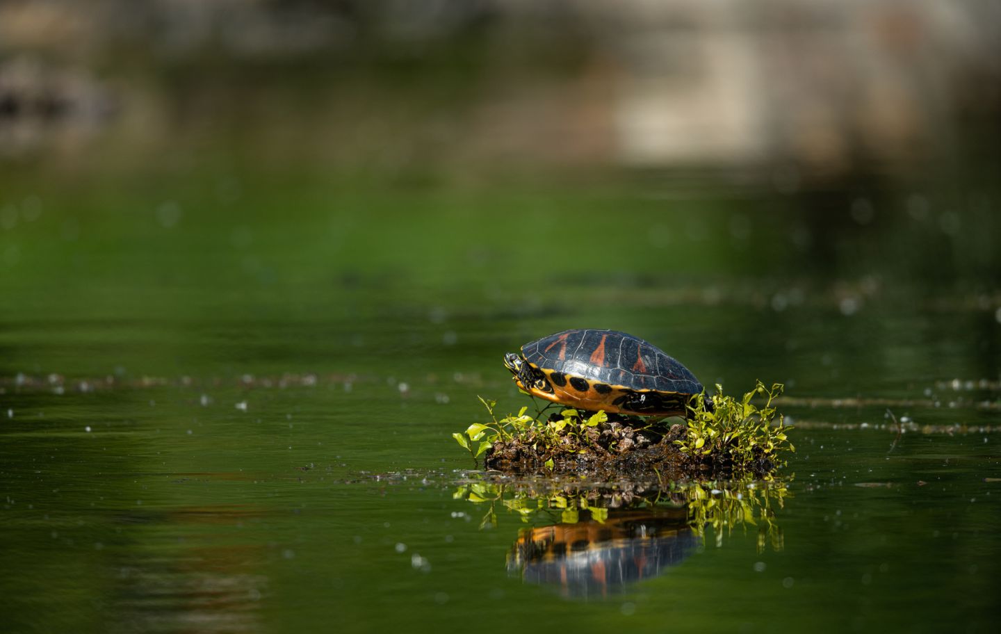 Exemplars de tortuga d'estany (Emys orbicularis) Exemplars de tortuga d'estany (Emys orbicularis)