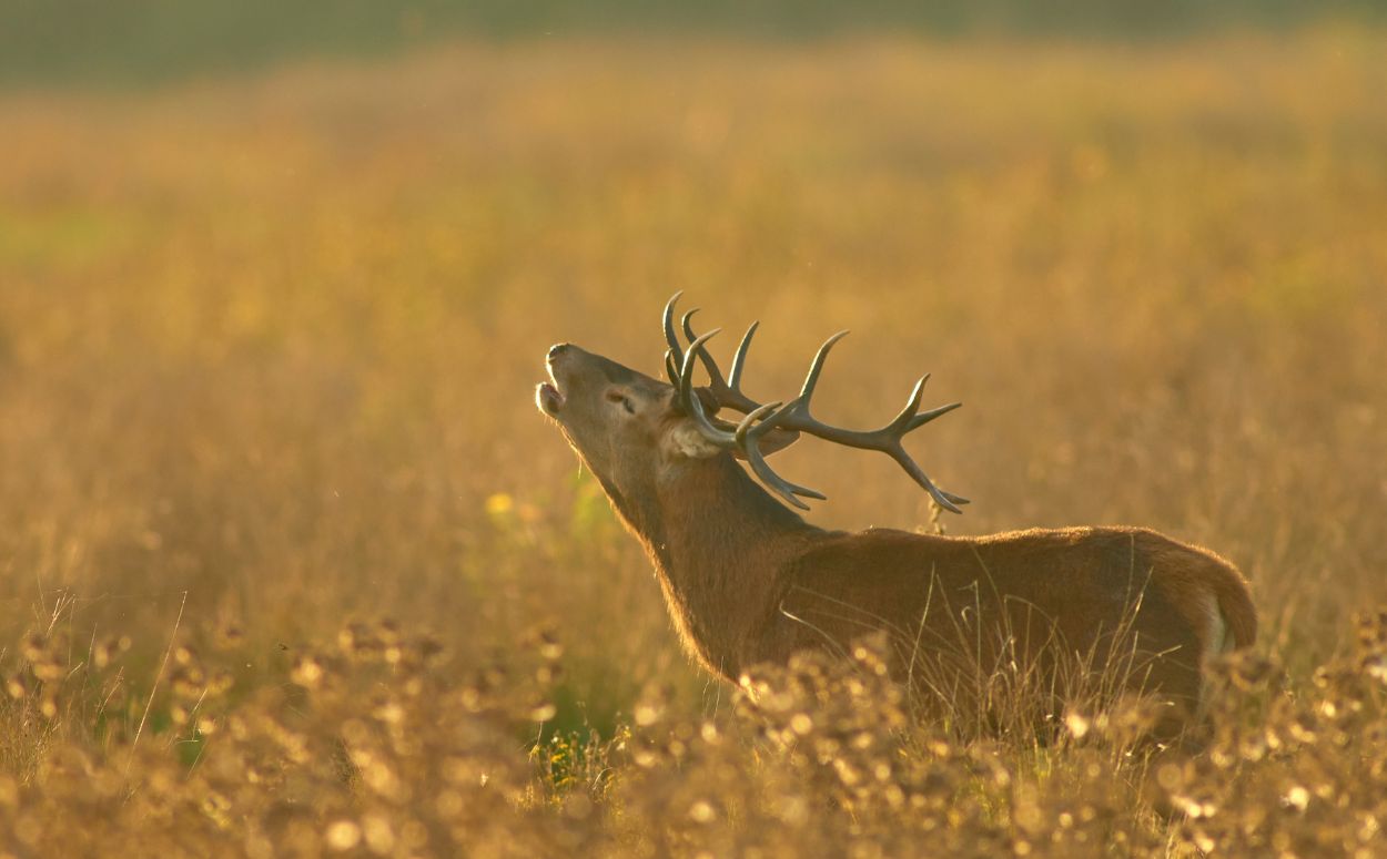 Un cérvol bramant al Pallars Jussà