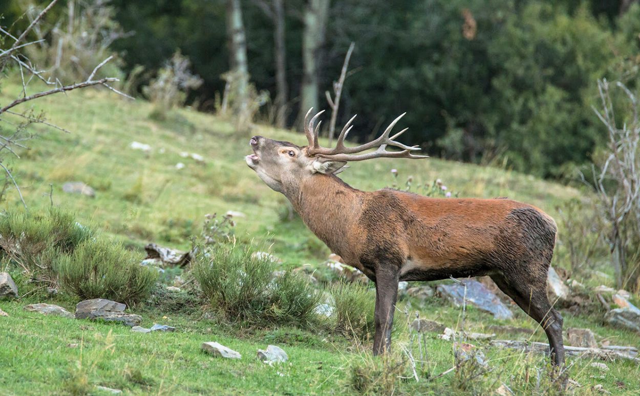 Un cérvol bramant al Parc Natural de l'Alt Pirineu Un cérvol bramant al Parc Natural de l'Alt Pirineu