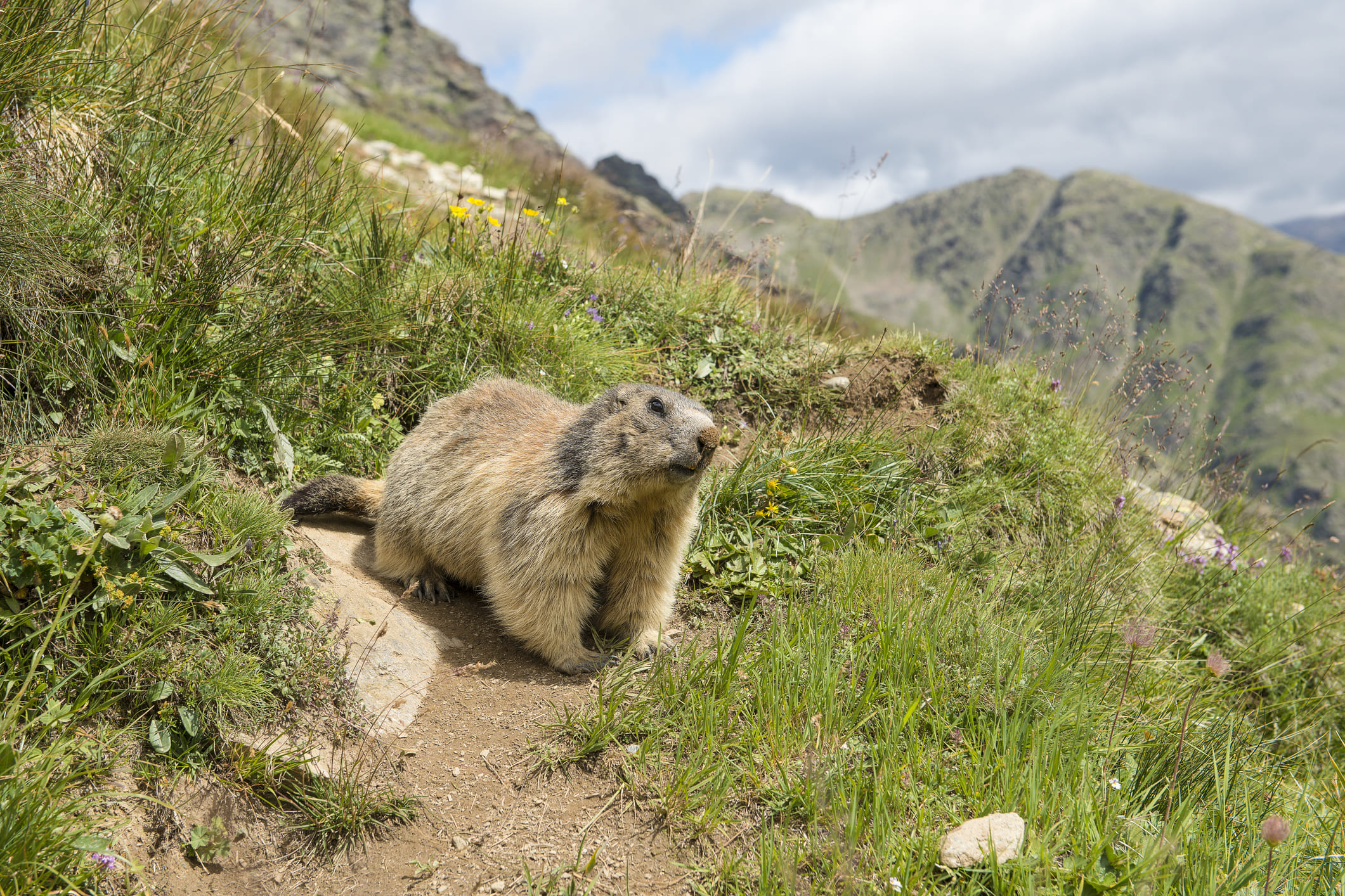 Les marmotes són uns animals molt sociables que utilitzen una gran varietat de sons per comunicar-se entre elles Les marmotes són uns animals molt sociables que utilitzen una gran varietat de sons per comunicar-se entre elles