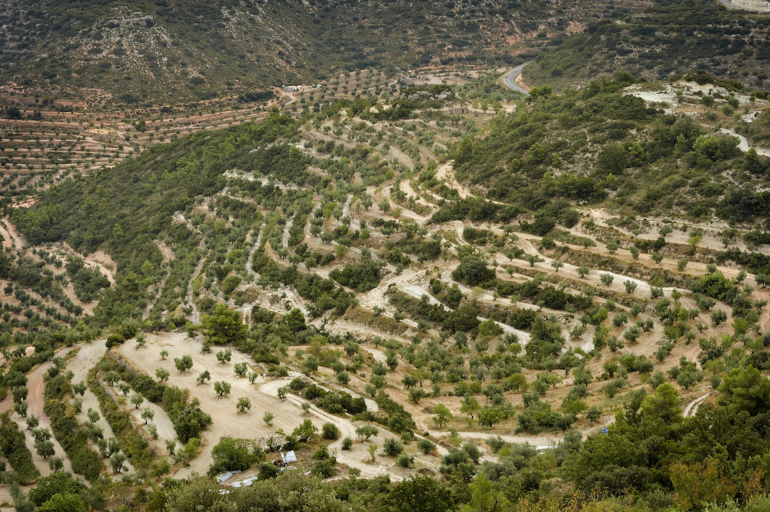 Des de la punta dels Marquesos, al terme municipal de les Borges Blanques, es té una vista esplèndida del fondo dels Estirars, conreat d’oliveres de dalt a baix