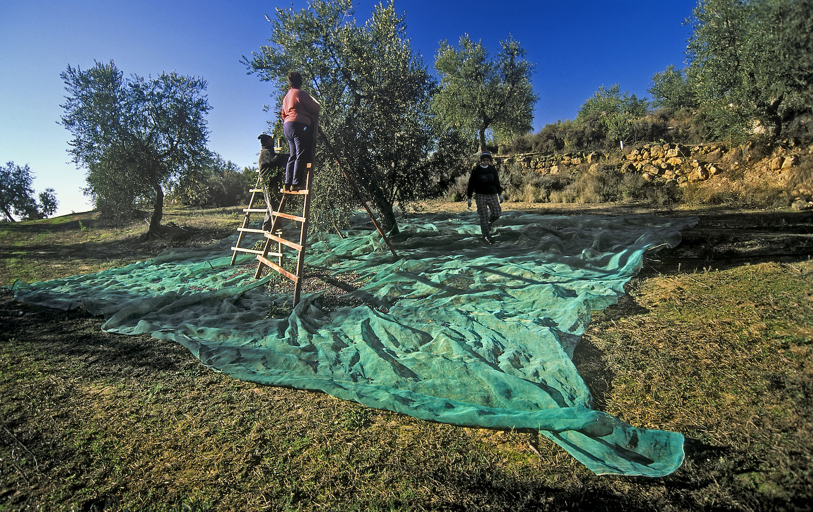 Des de la recollida de l’oliva (a la foto), al novembre i desembre, fins al tast del primer oli, el fruit es premsa i es filtra fins que surt el líquid desitjat