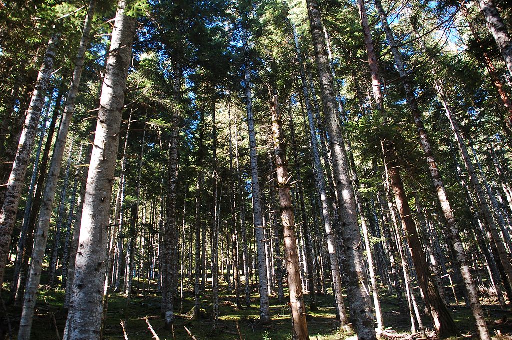 Una de les avetoses més impressionants del Pirineu: el bosc de Baricauba Una de les avetoses més impressionants del Pirineu: el bosc de Baricauba
