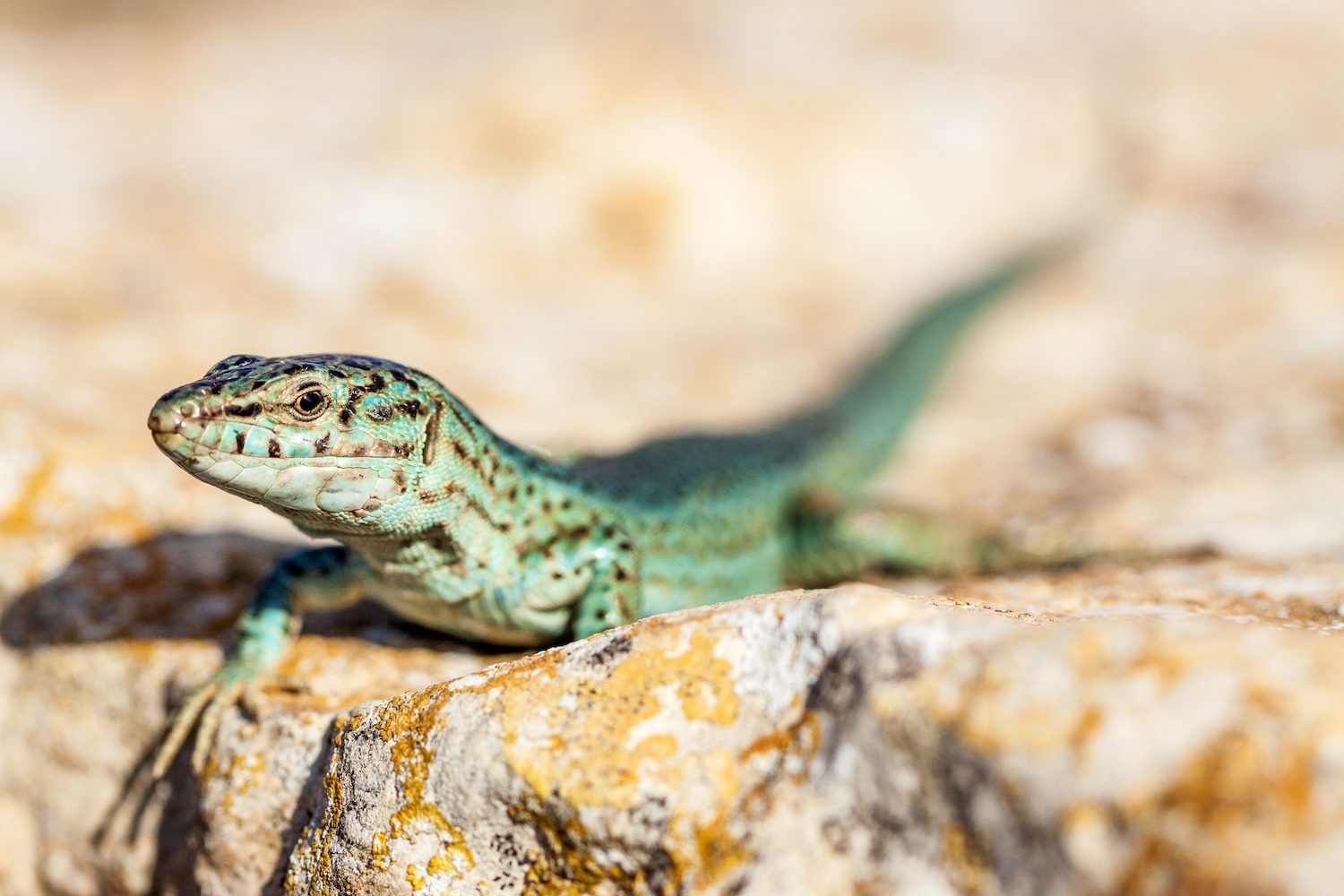 La coloració verd blavosa és la més freqüent de les sargantanes de Formentera