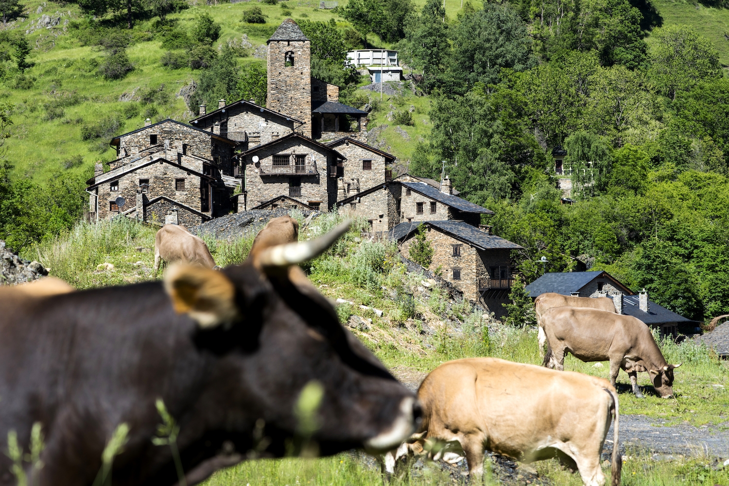 Un ramat de vaques pastura als voltants d’Os de Civís