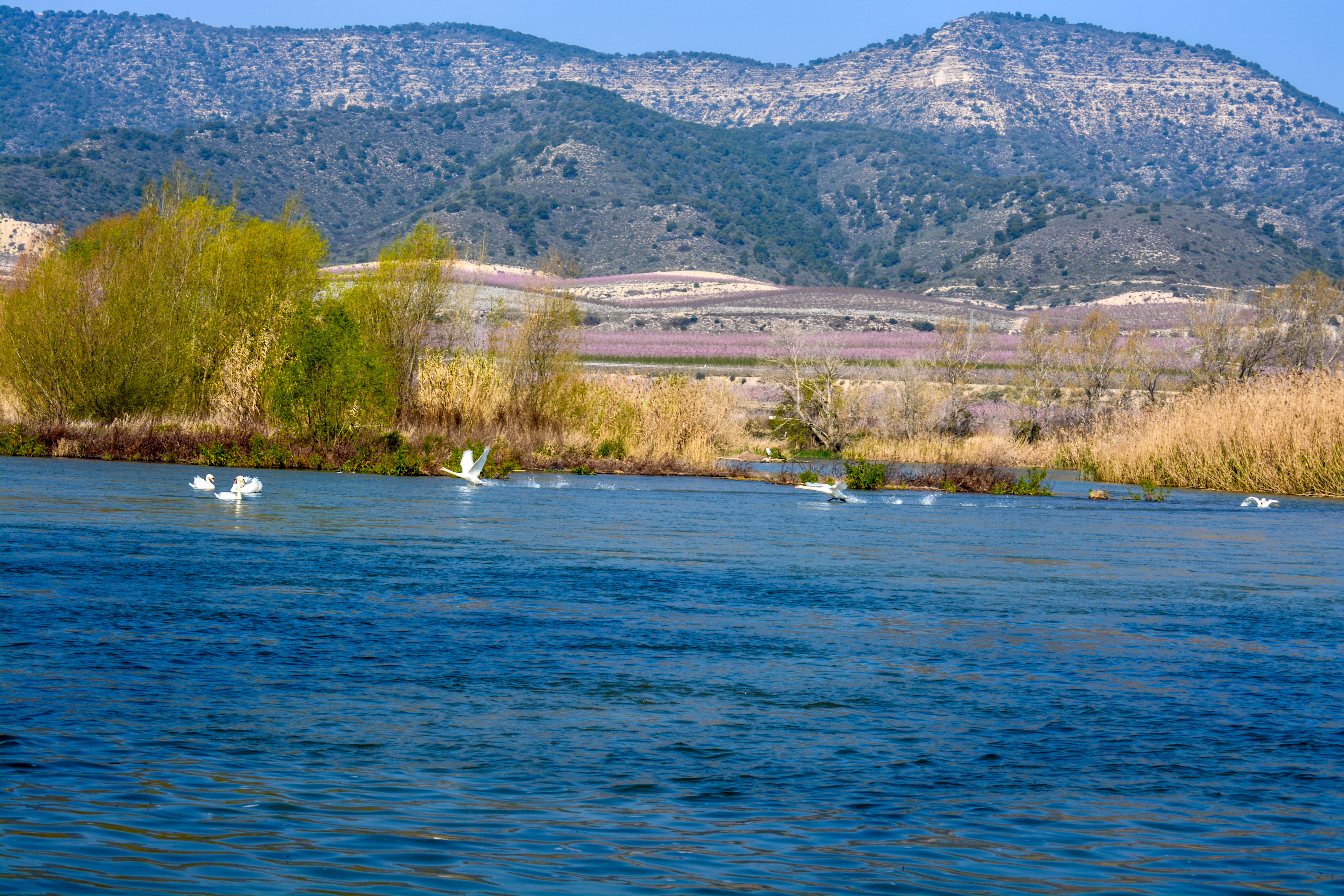 Vora l’aigua tranquil·la del Segre