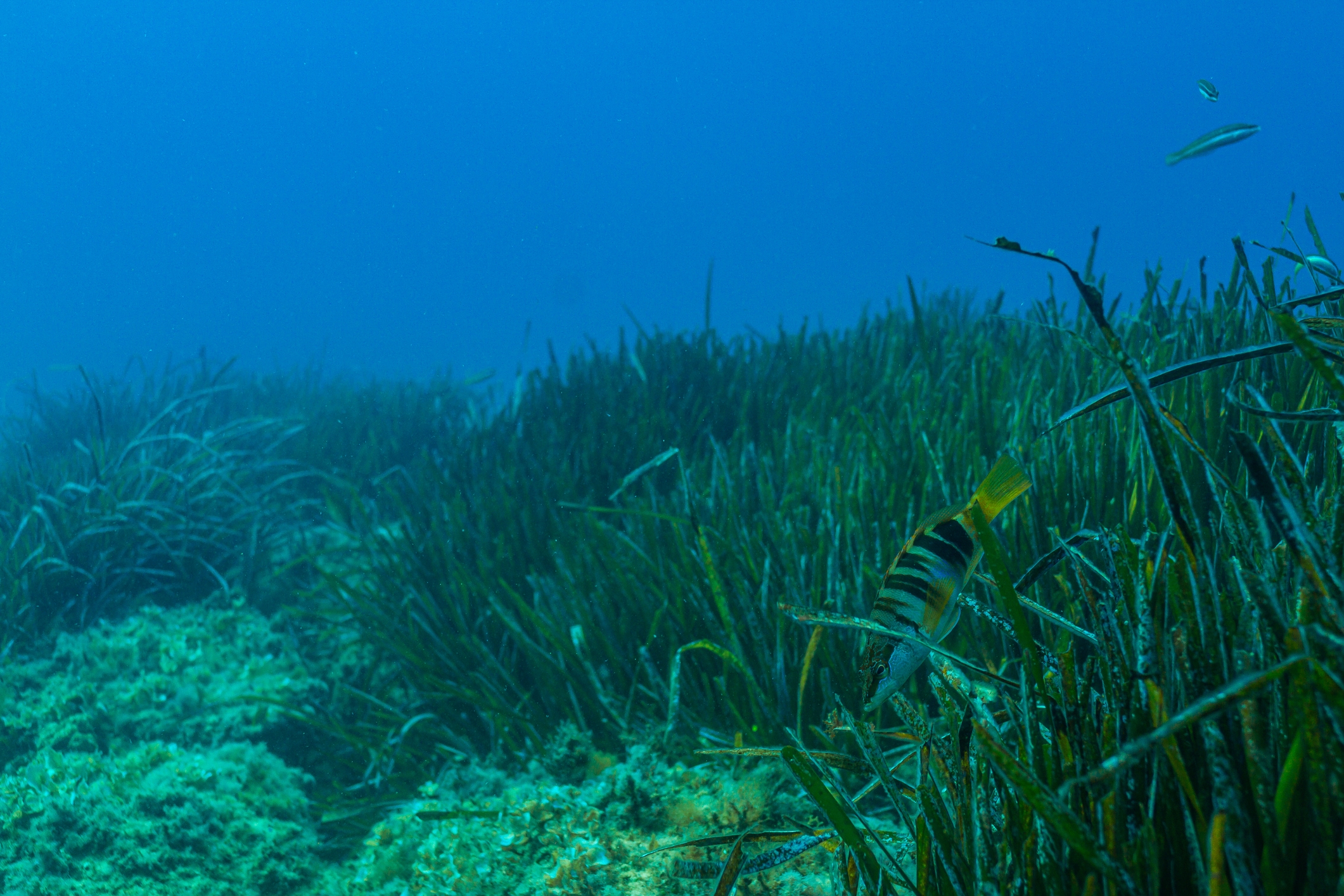La posidònia és una de les quatre plantes marines autòctones del mar Mediterrani