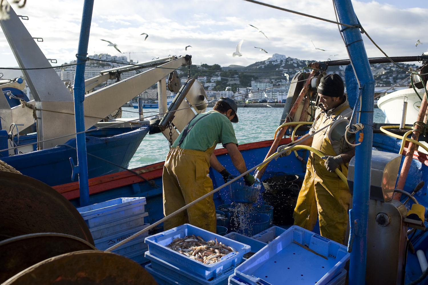 El peix fresc arriba al port de Peníscola de bon matí
